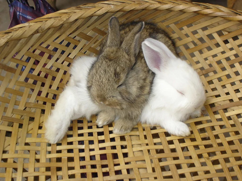 2010, 8-8 Daily Bunny