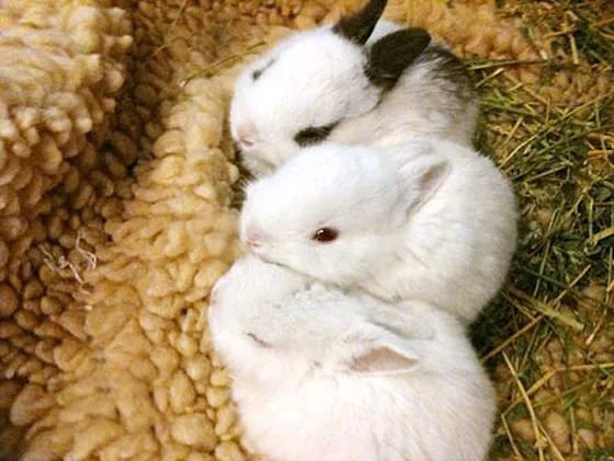 2010, 9-9 Daily Bunny