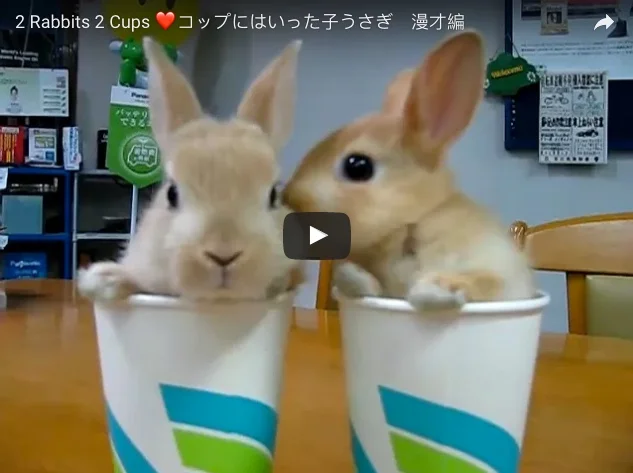 Bunnies in Paper Cups