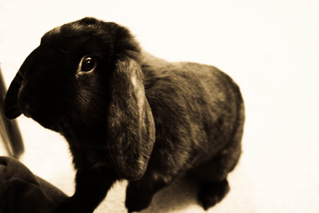 2010, 10-1 Daily Bunny