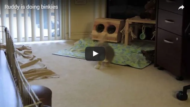 A Binkying Bun Means Lots of Fun!