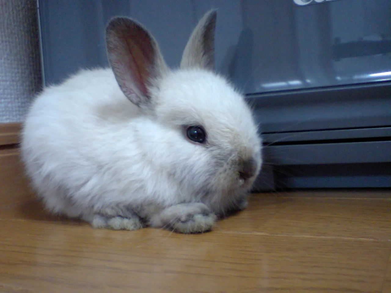 Little Ball of Bun