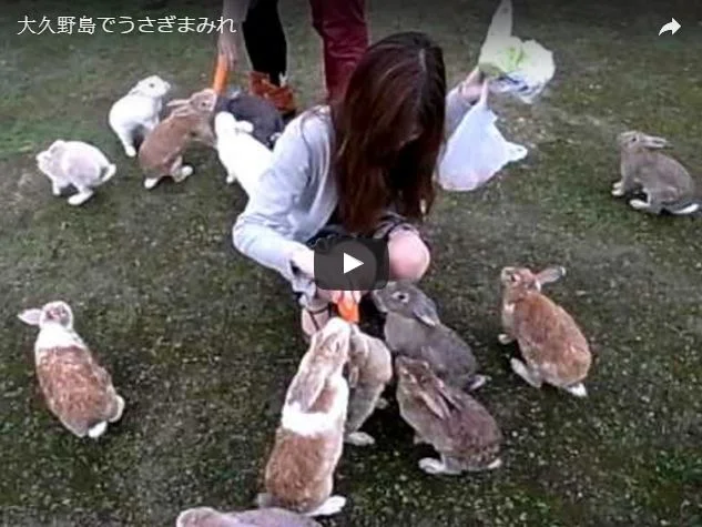 Bunny Paradise in Japan