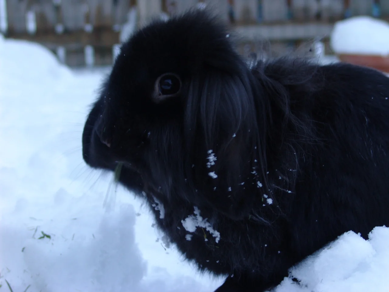 Lionhead Bunny Gets Snow in his Fur