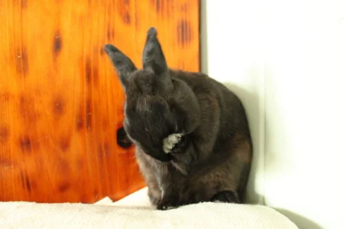 Bunny Facepalm