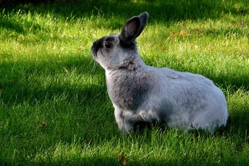 Bunny Looks Forward to Spring