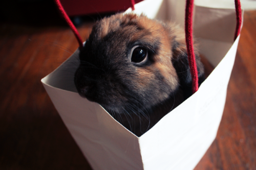 Can Bunny Go Shopping with You?