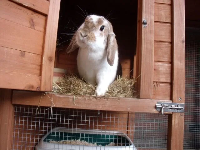 Good Morning! It's a Beautiful Bunday!