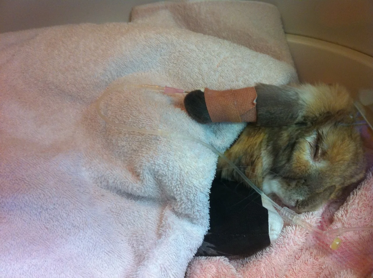 Bunny in Intensive Care