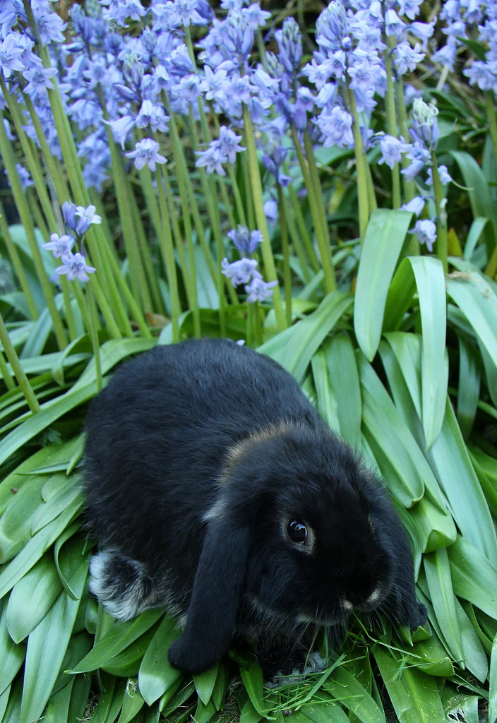 Bunny among the Bluebells