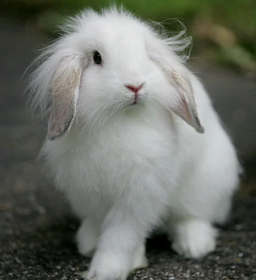 Lionhead Bunny Knows How to Pose