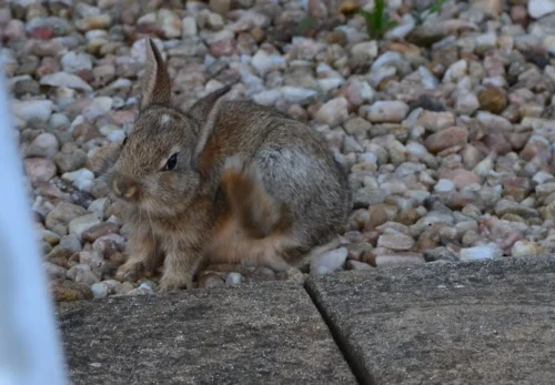 Bunny Has Succeeded In Taking Over the Garden
