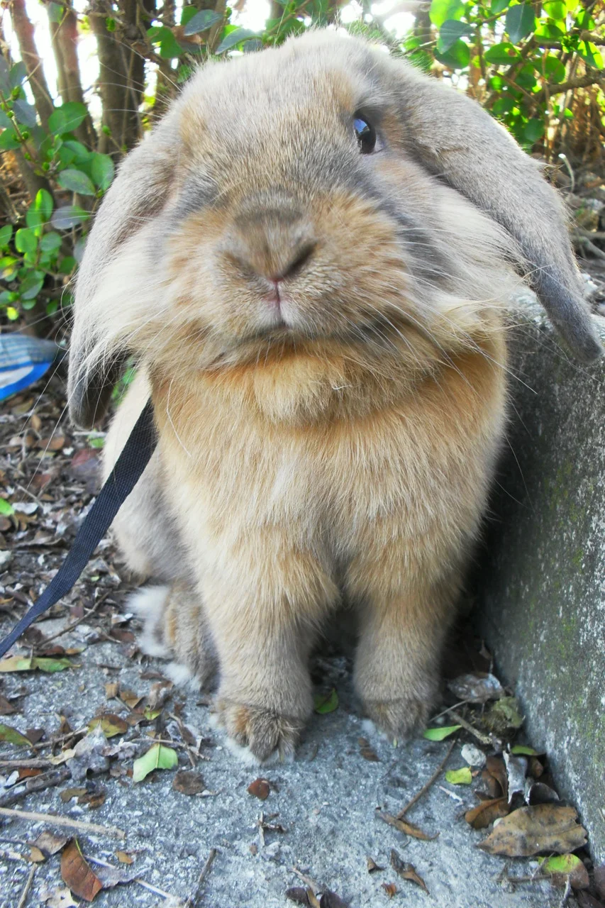 Lionhead Bunny Looks Contemplative
