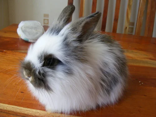 Oh, You're Going to Set the Table? Yes, Bring That Salad Over.