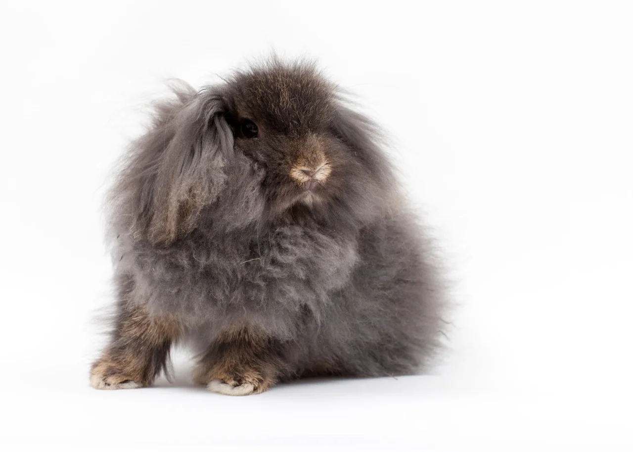 Bunny Poses Like He Could Have Been a Daguerreotype Subject