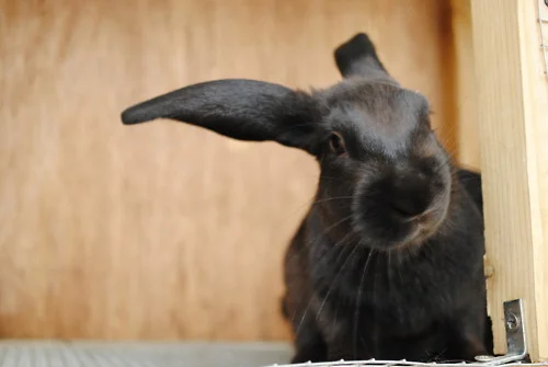 Bunny Peeks Around the Corner