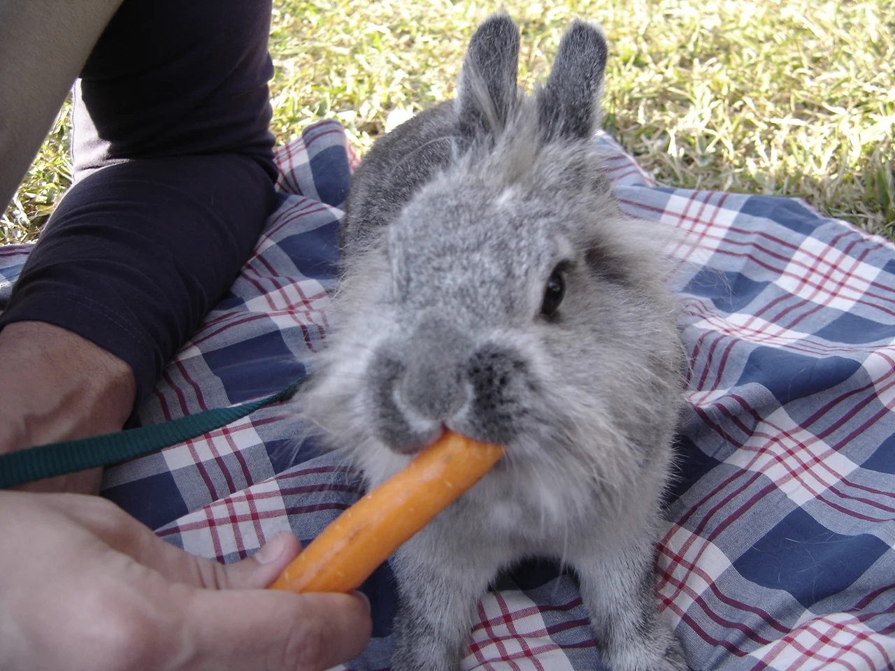 Picnic with Bunny