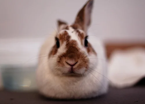 I See... How Does That Make You Feel?