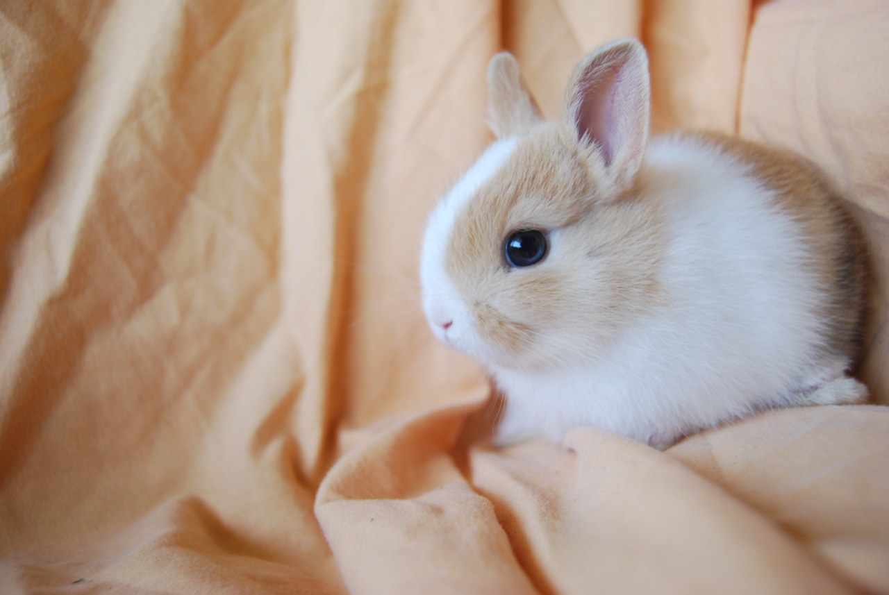 Bunny Has Pretty Blue Eyes — The Daily Bunny