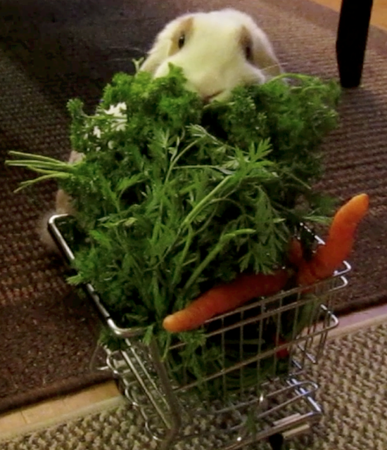 Bunny Goes Grocery Shopping — The Daily Bunny
