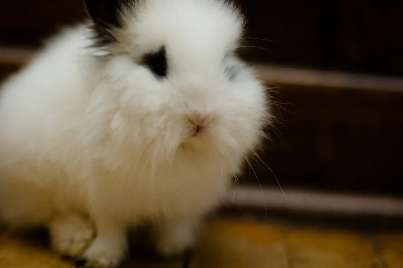 Furhead's Name Is Appropriate