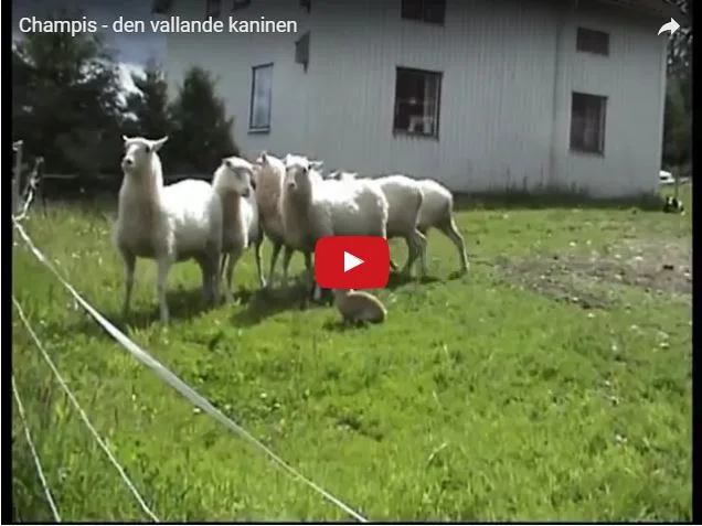 Rabbit Herds Sheep!