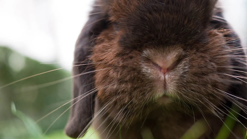 Bunny Feels Out the Grass with Those Whiskers