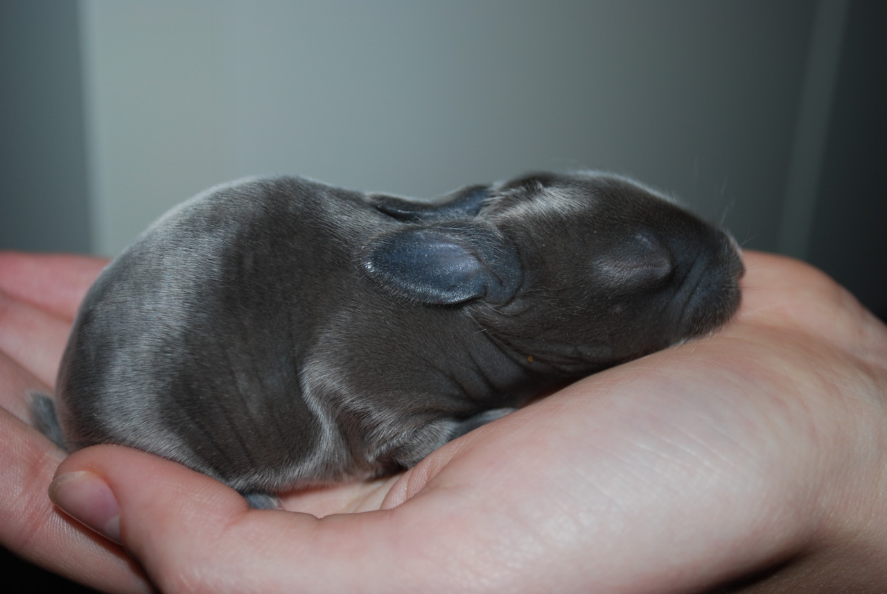 Baby Bunny Is Part of a Surprise Litter