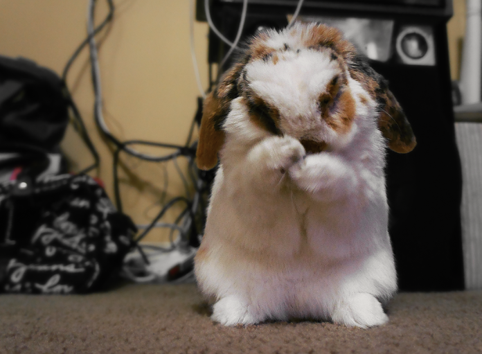 Bunny Stops for a Face Wash
