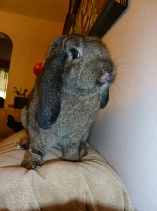 Hmm… This Wall Tastes Like… a Wall.