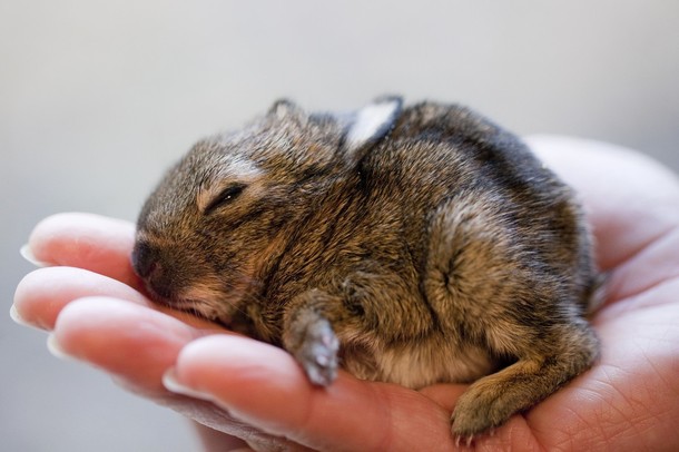 Rabbit Foundling Ruediger Sleeps on Keeper’s Hand 1