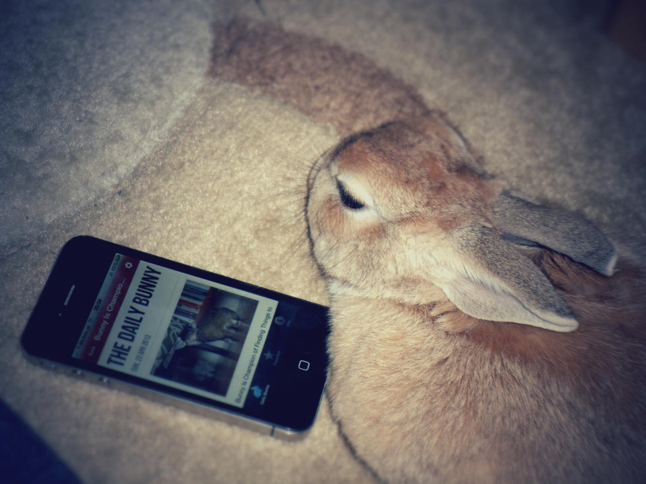 Bunny Checks Out the Daily Bunny iPhone App
