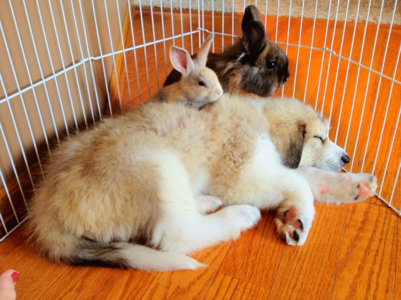 Guard Bunnies Keep Watch Over Sleeping Pup