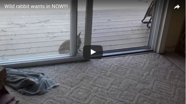 Wild Rabbit Meets House Rabbit!