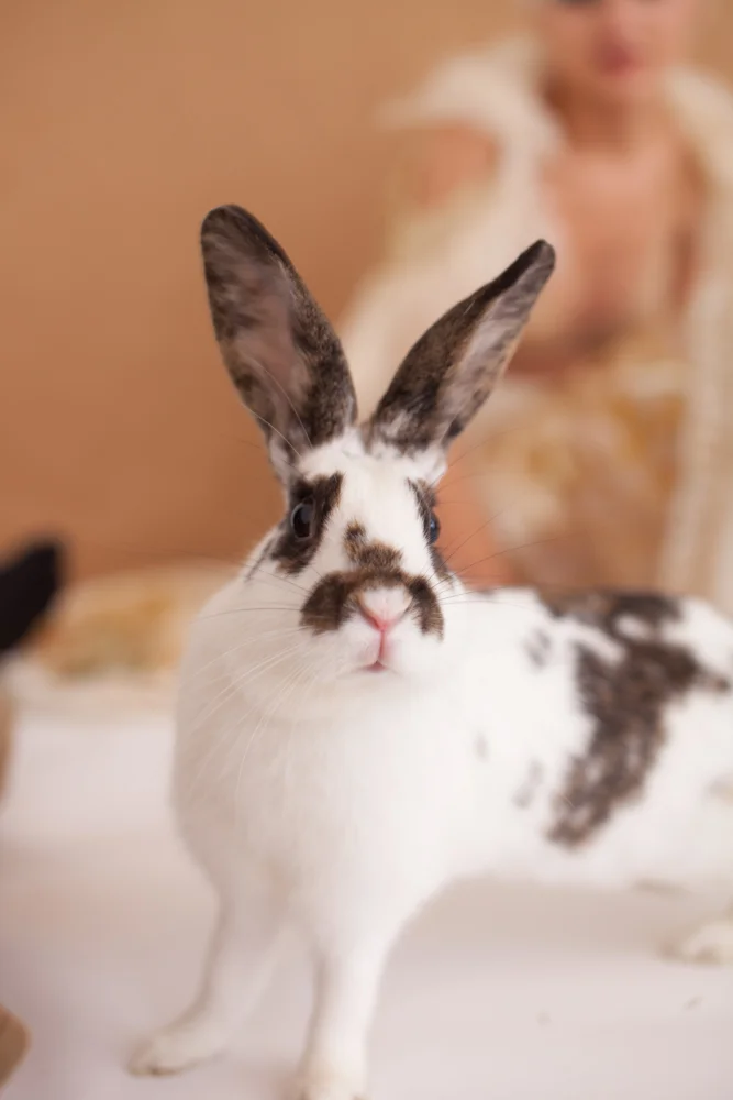 Fashion Bunny Says “You’re Wearing That?”