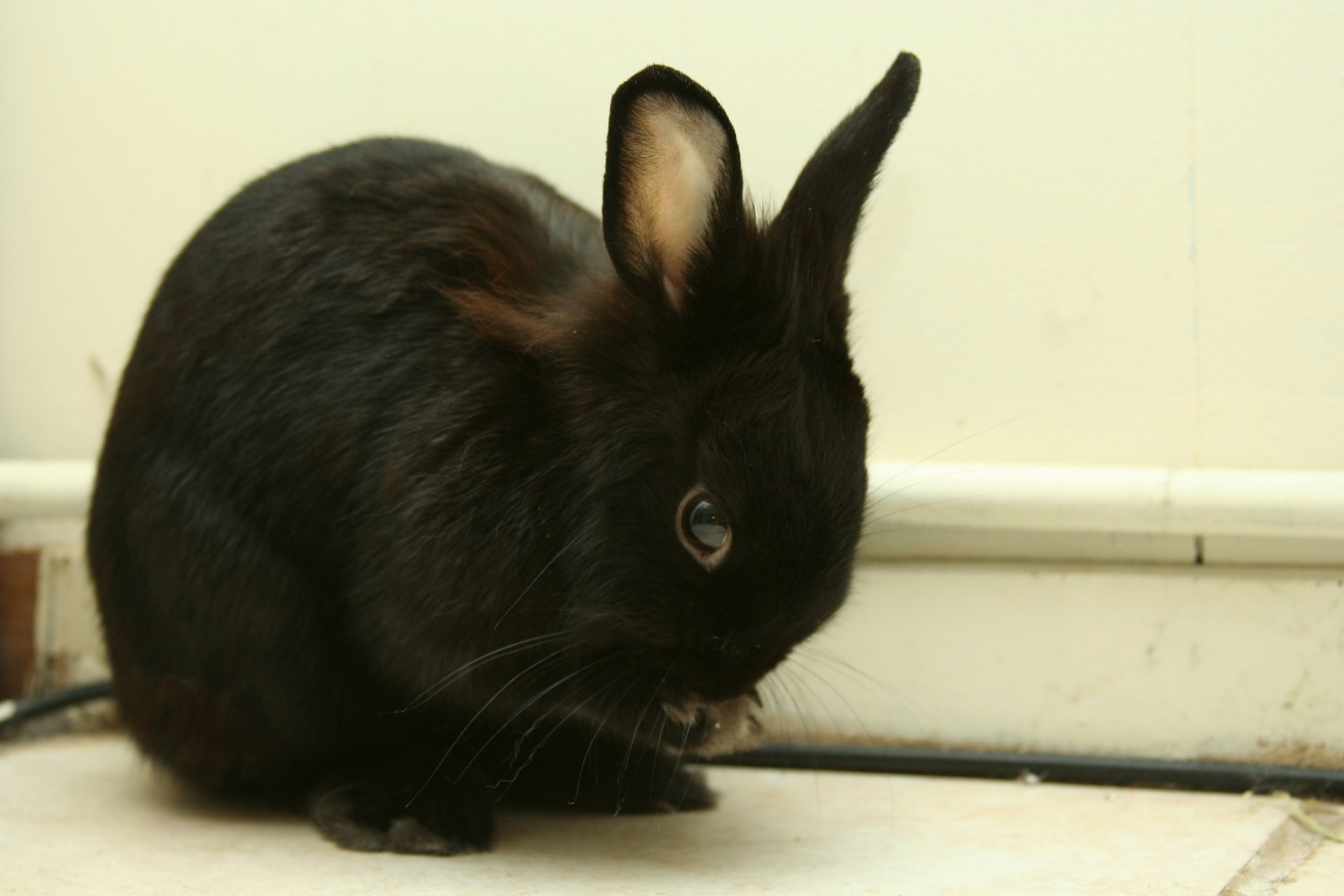 A Bunny Face Wash in Two Parts