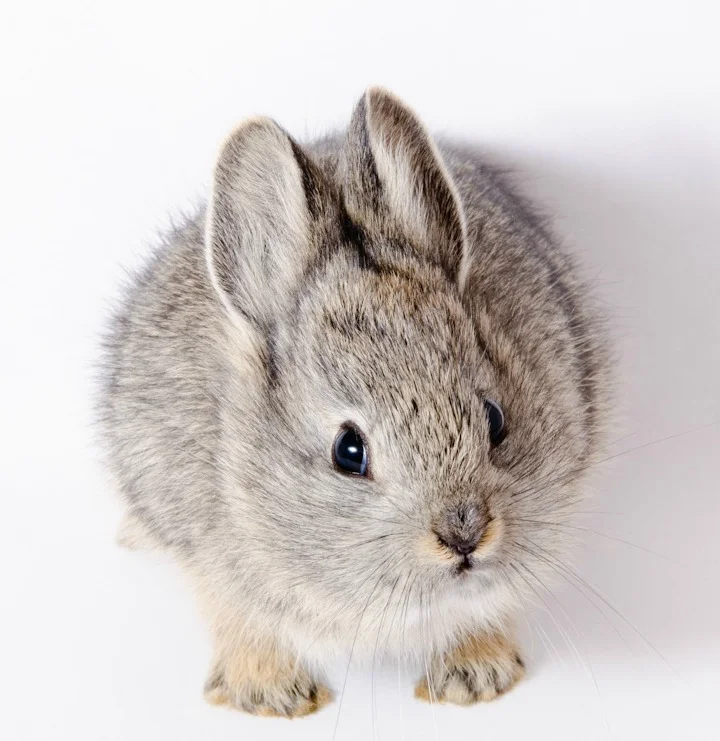 Oregon Zoo Releases Pygmy Rabbits into the Wild 1