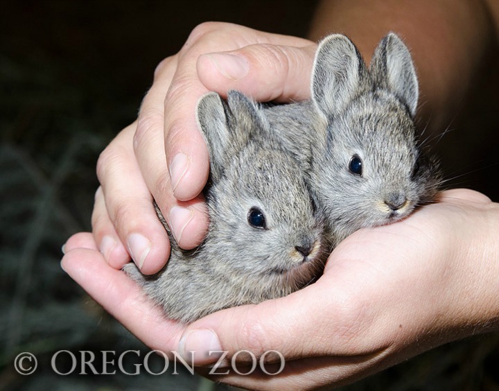 Oregon Zoo Releases Pygmy Rabbits into the Wild 2