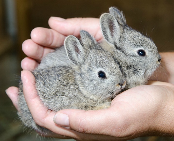 Oregon Zoo Releases Pygmy Rabbits into the Wild 4