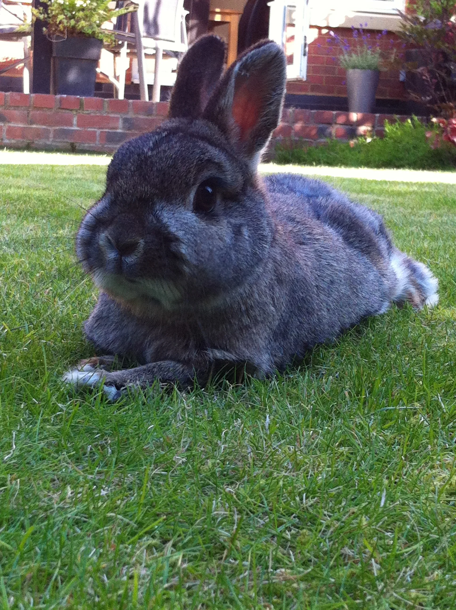Bunny Spends Bunday Relaxing on the Grass