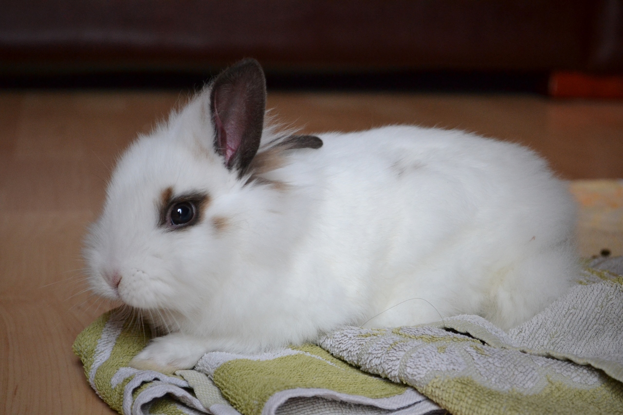 Hoomin’s Towel Is Now Bunny’s Cozy Nap-Spot