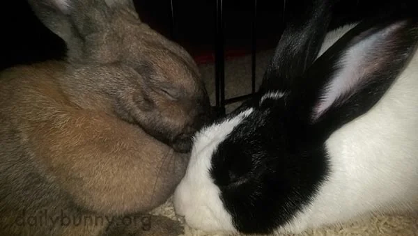 Napping Is More Pleasant When You've Got a Friend with You