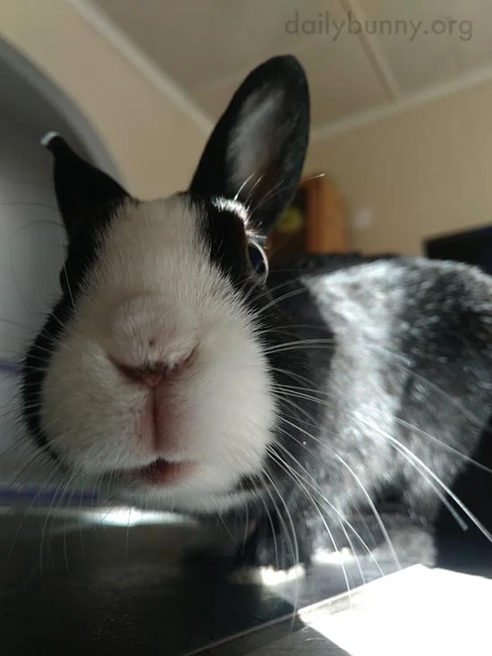 Closeup of Bunny's Nose MidWiggle — The Daily Bunny