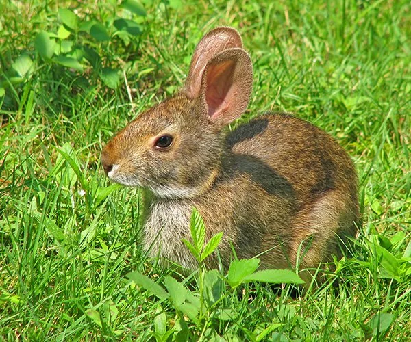 What a Curious Little Face on You, Mystery Bunny