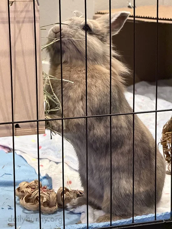 Bunny Snacks Standing Up