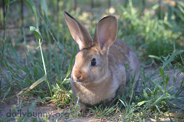 Nothing Can Get Past Bunny with Those Ears