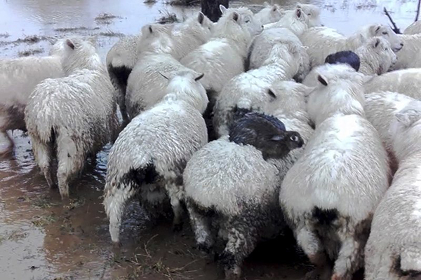 Wild Rabbits Hitch a Ride on Their Sheep Friends to Escape a Flood 1