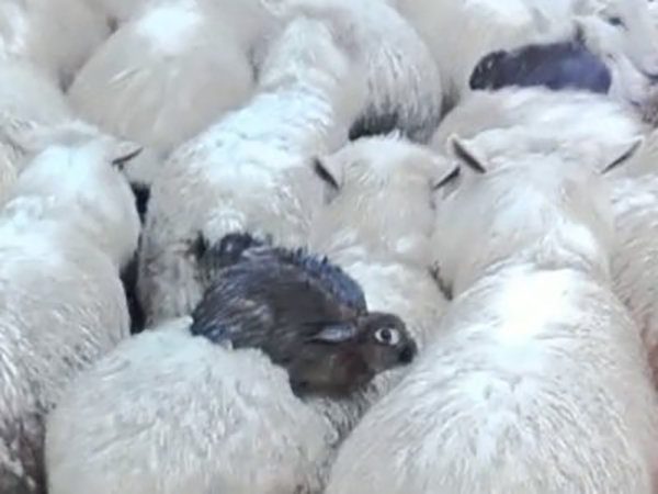 Wild Rabbits Hitch a Ride on Their Sheep Friends to Escape a Flood 2