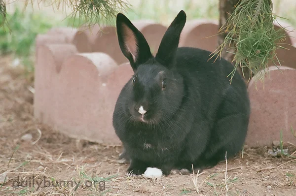 Bunny's Nose Matches His Paw... and a Tiny Chest Patch