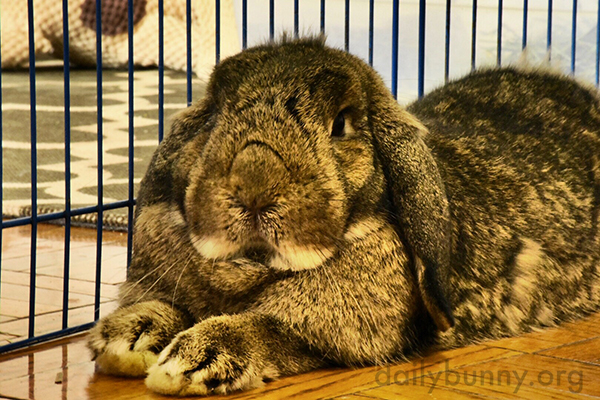 So, You Have Come to Sage Bunny for Advice? 1